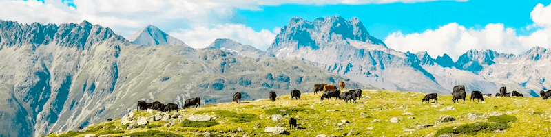 Alp with view on mountains and cows in the background